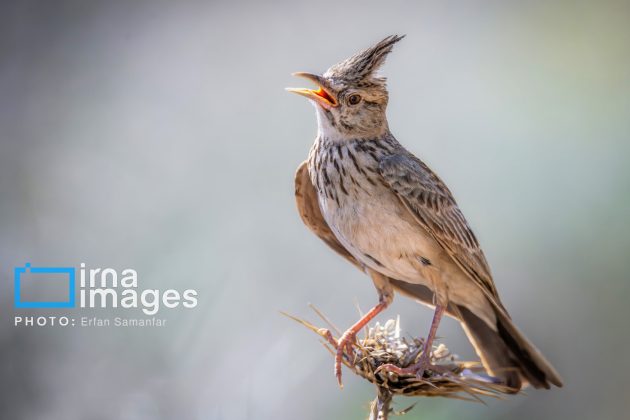 Birdwatching growing popular in Iran