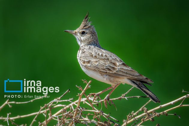 Birdwatching growing popular in Iran