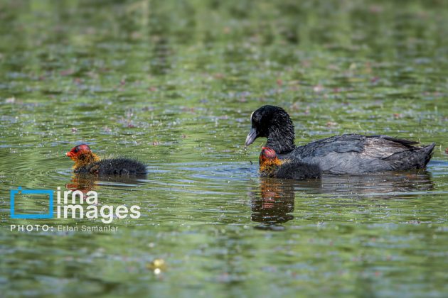 Birdwatching growing popular in Iran