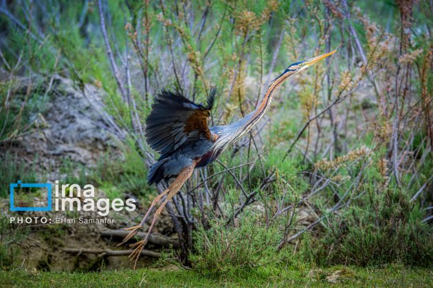 Birdwatching growing popular in Iran