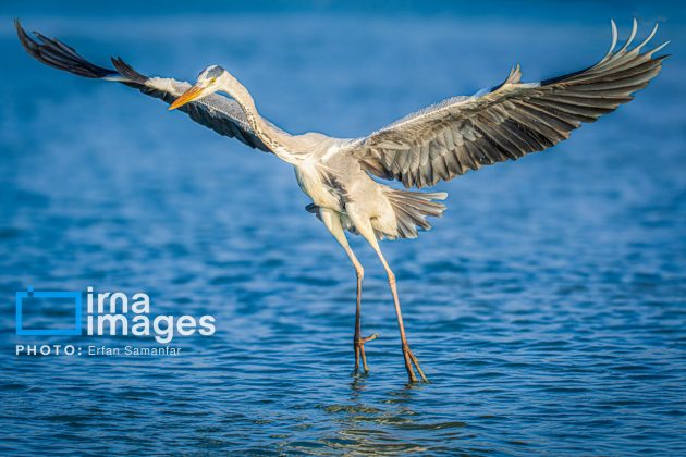 Birdwatching growing popular in Iran