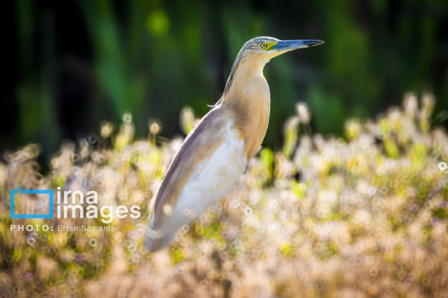 Birdwatching growing popular in Iran