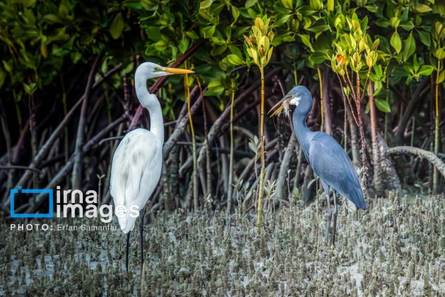 Birdwatching growing popular in Iran