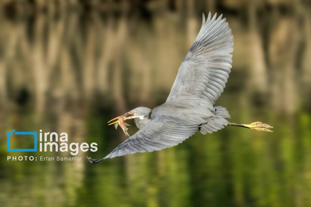 Birdwatching growing popular in Iran