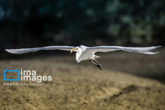 Birdwatching growing popular in Iran