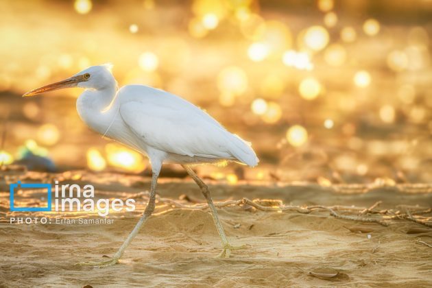 Birdwatching growing popular in Iran