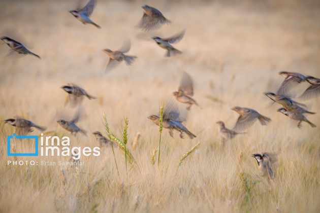 Birdwatching growing popular in Iran