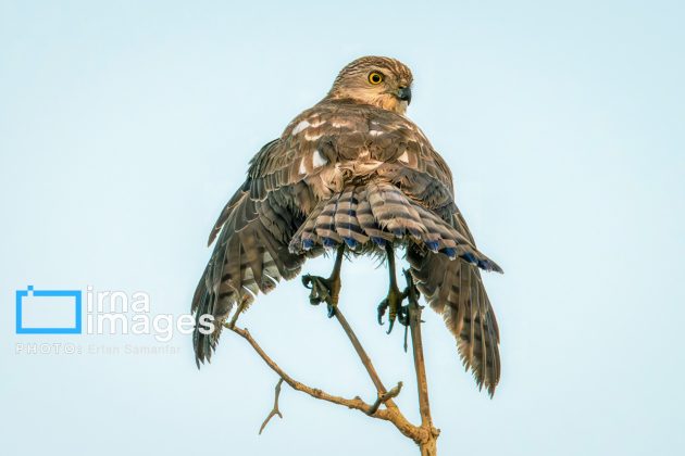 Birdwatching growing popular in Iran