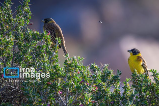 Birdwatching growing popular in Iran