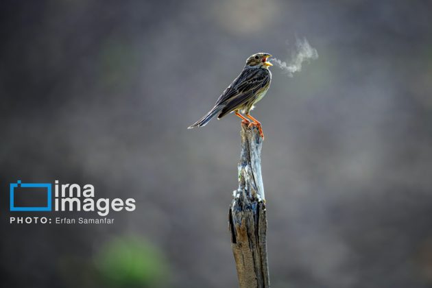 Birdwatching growing popular in Iran