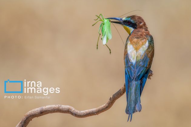 Birdwatching growing popular in Iran