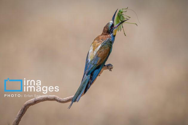 Birdwatching growing popular in Iran