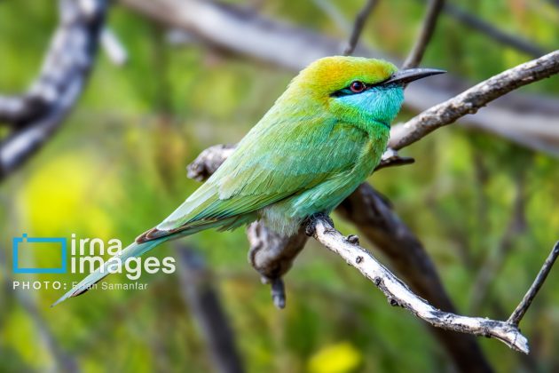 Birdwatching growing popular in Iran