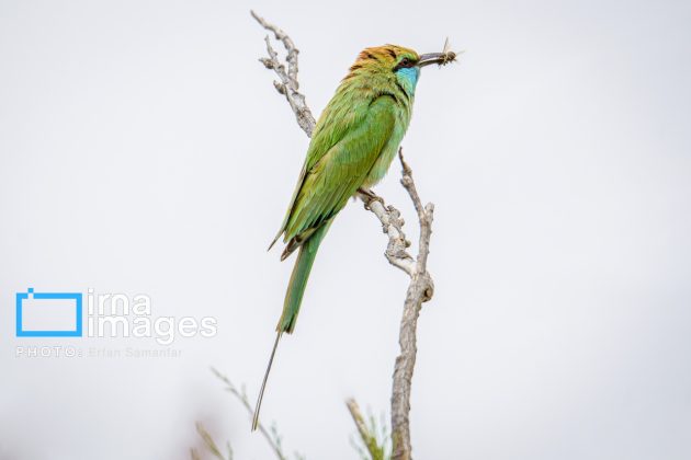 Birdwatching growing popular in Iran