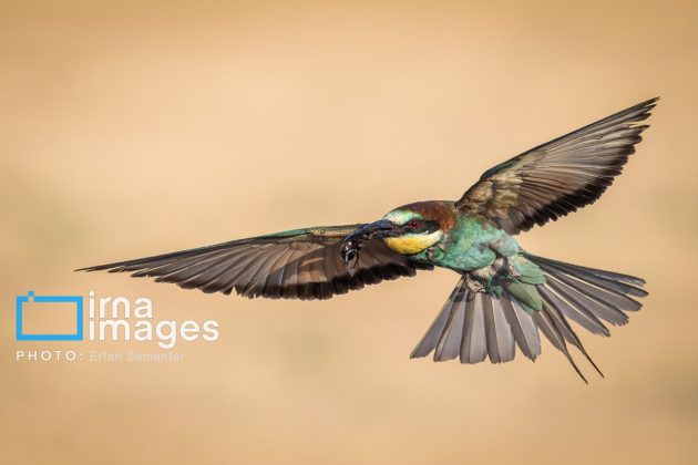 Birdwatching growing popular in Iran