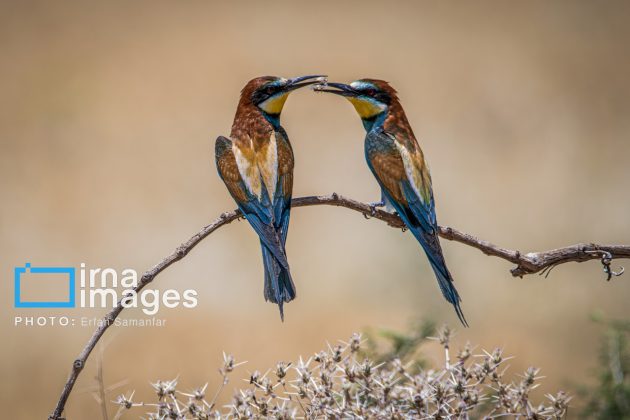 Birdwatching growing popular in Iran