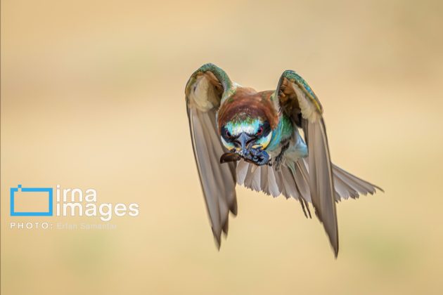 Birdwatching growing popular in Iran