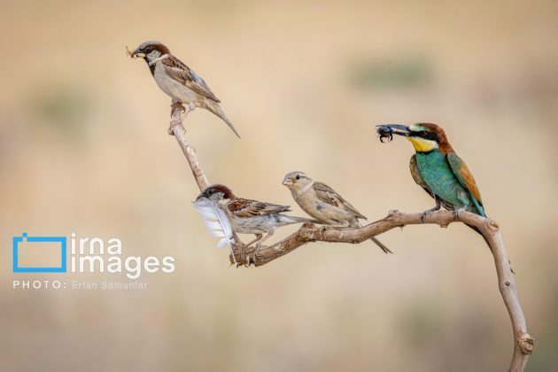 Birdwatching growing popular in Iran