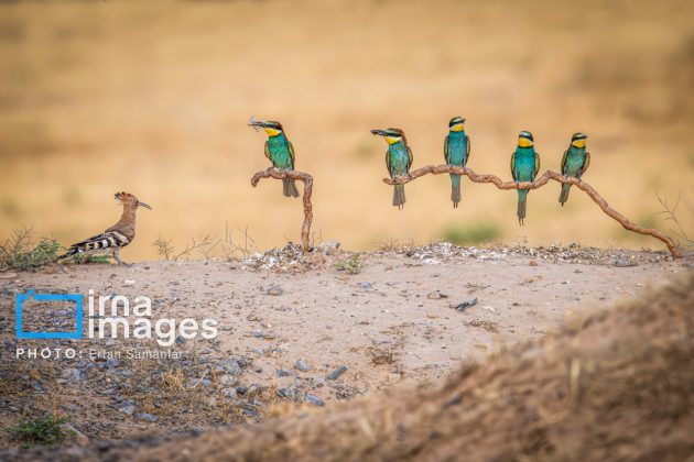 Birdwatching growing popular in Iran