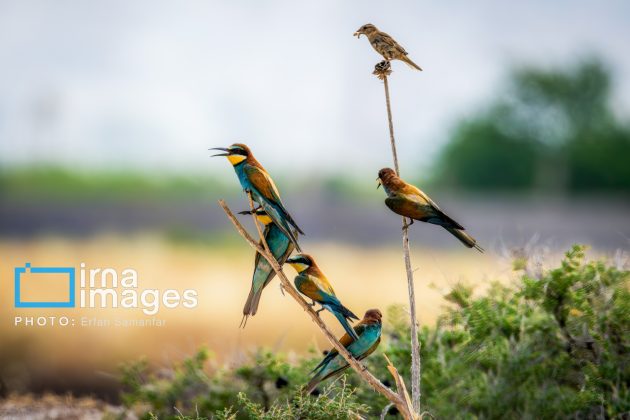 Birdwatching growing popular in Iran