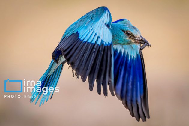 Birdwatching growing popular in Iran