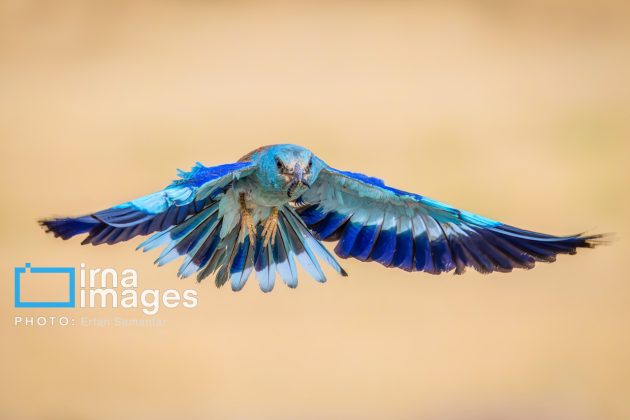 Birdwatching growing popular in Iran