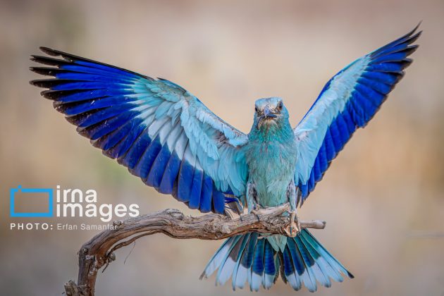 Birdwatching growing popular in Iran