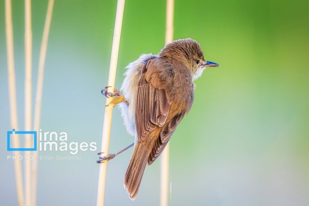 Birdwatching growing popular in Iran