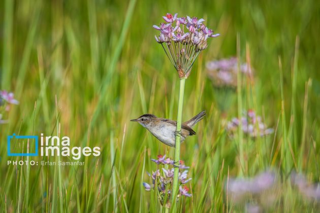 Birdwatching growing popular in Iran