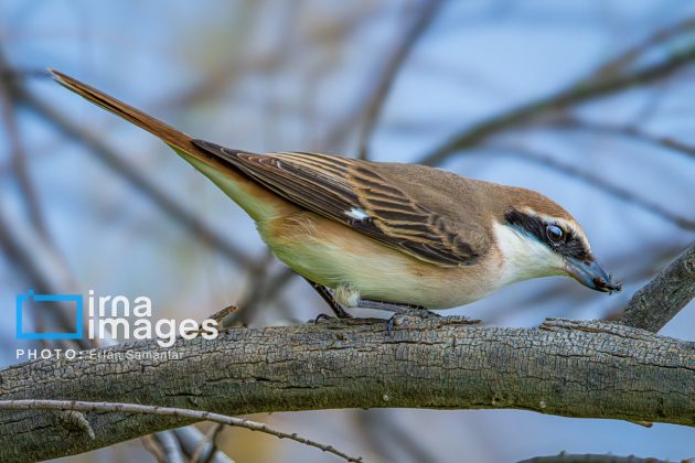 Birdwatching growing popular in Iran