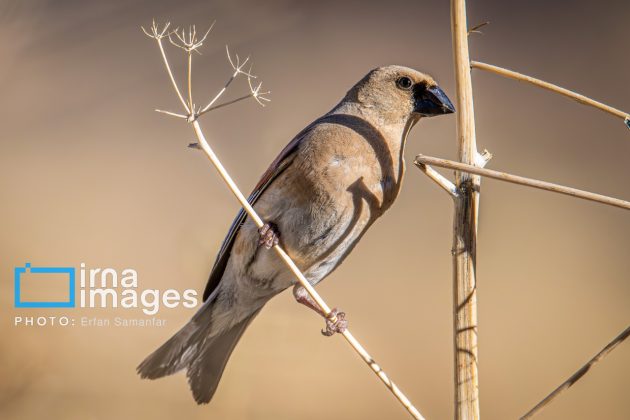 Birdwatching growing popular in Iran