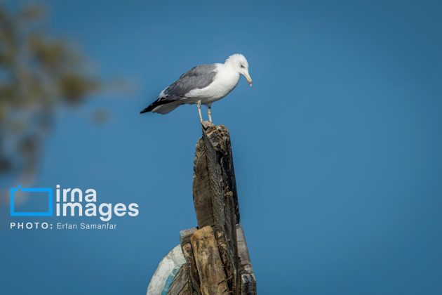 Birdwatching growing popular in Iran