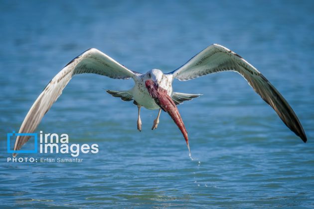 Birdwatching growing popular in Iran