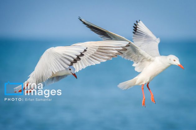 Birdwatching growing popular in Iran