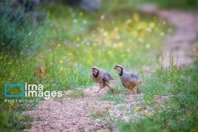 Birdwatching growing popular in Iran