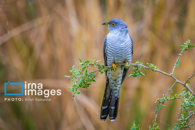 Birdwatching growing popular in Iran