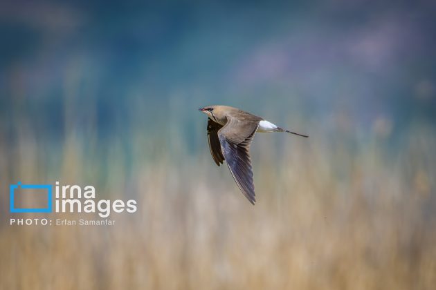 Birdwatching growing popular in Iran