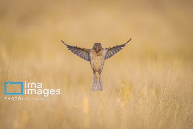 Birdwatching growing popular in Iran