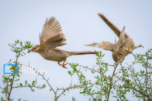 Birdwatching growing popular in Iran