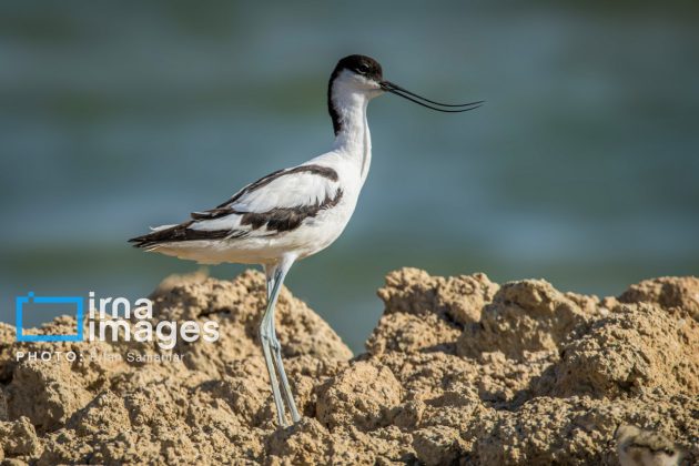 Birdwatching growing popular in Iran