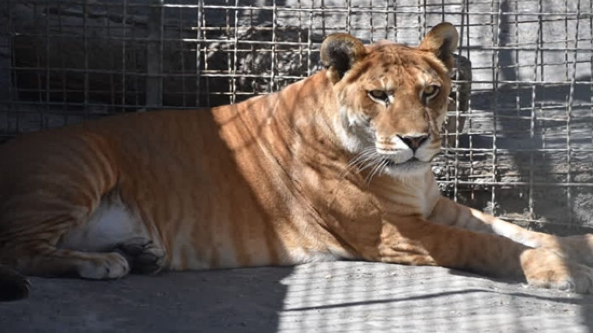 Tiglon dies of lymphoma complications at Mashhad Zoo, northeastern Iran
