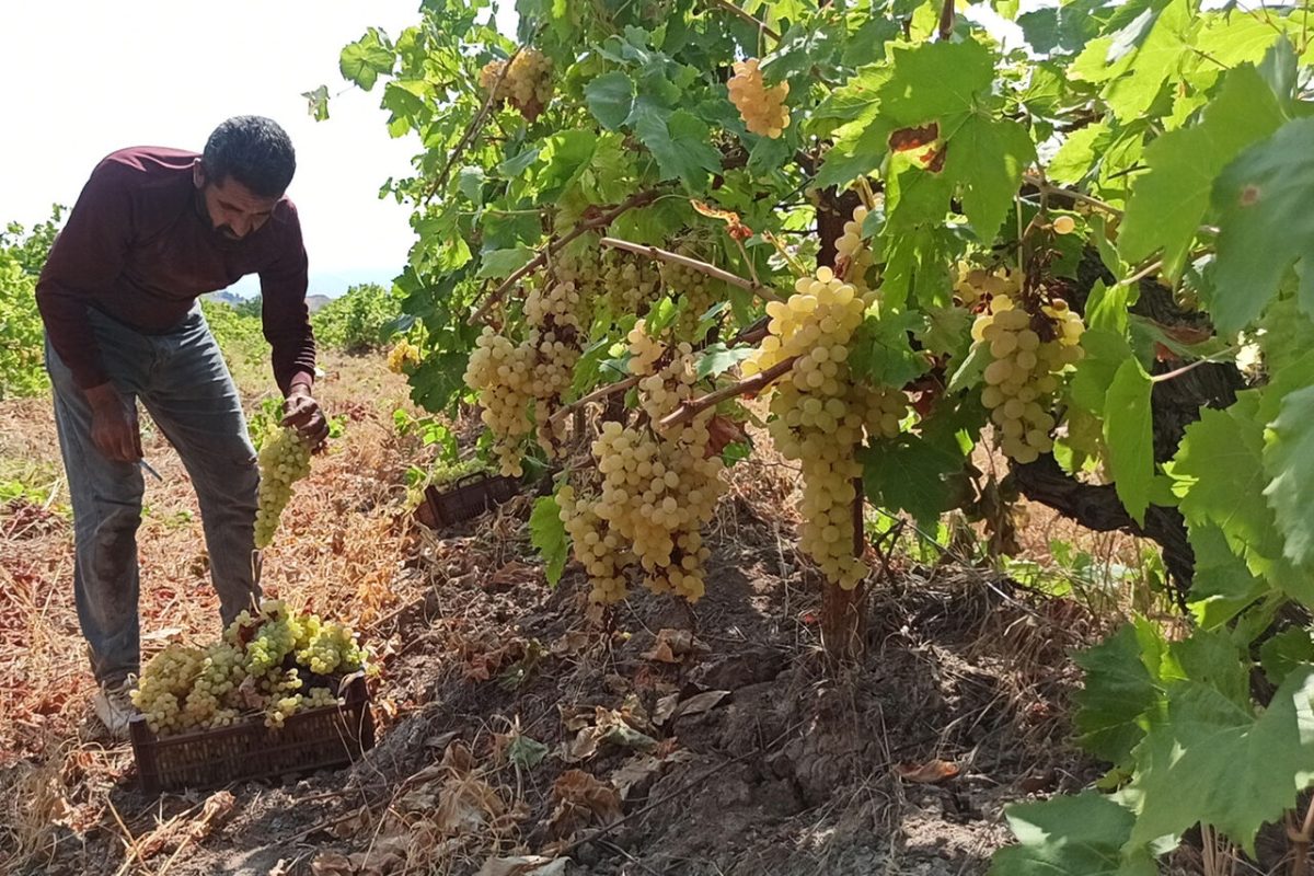 Iran’s Ardabil produces 29,000 tons of grapes for domestic, int’l markets 1 Iran’s Ardabil produces 29,000 tons of grapes for domestic, int’l markets