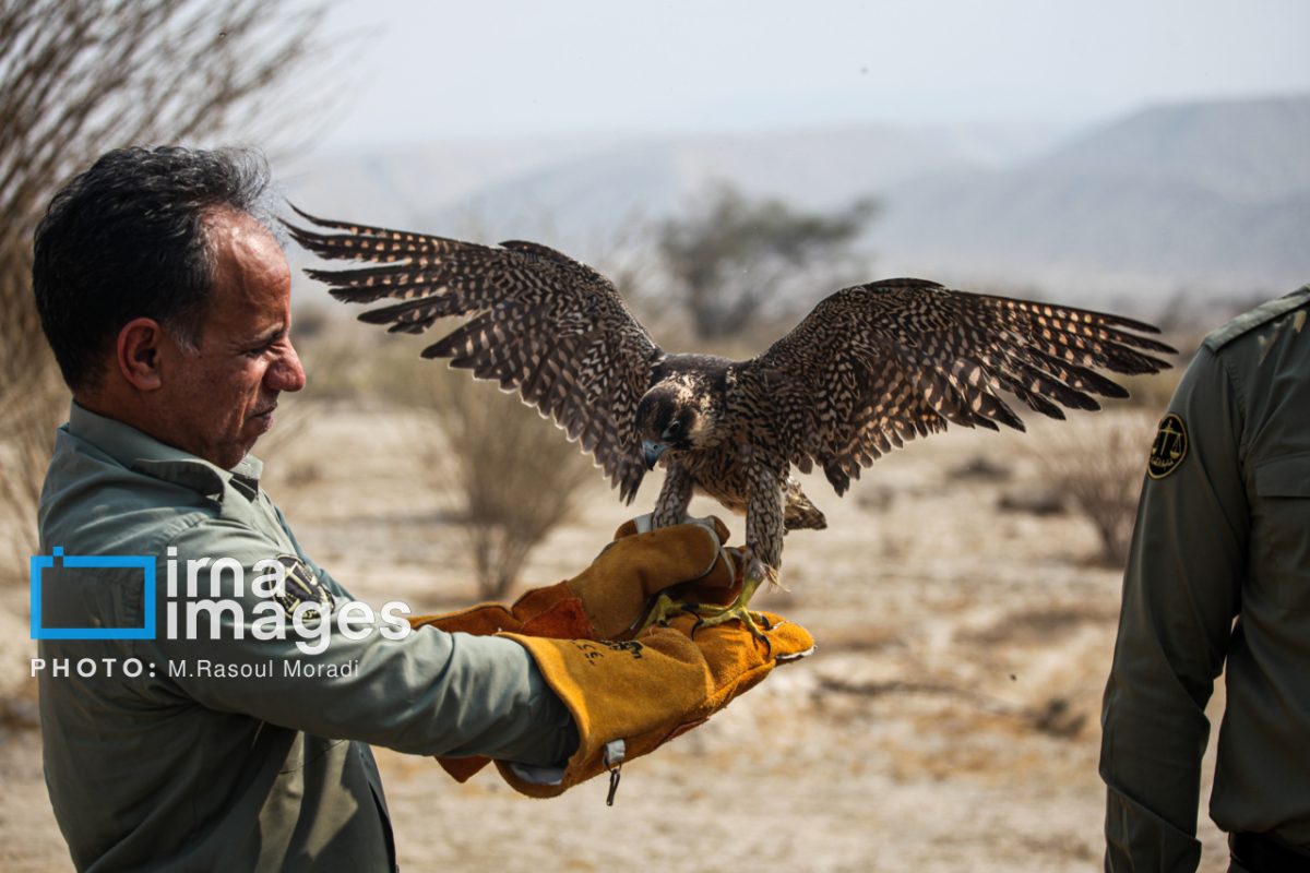 27 rare falcons saved from trafficking, released into wild in Iran's Hormozgan 1 27 rare falcons saved from trafficking, released into wild in Iran's Hormozgan