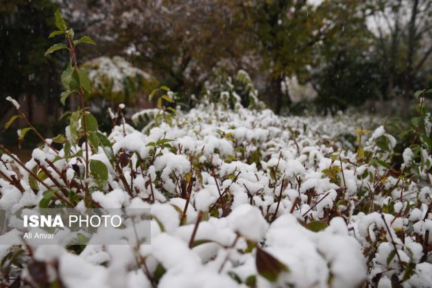 Different Iranian cities blanketed in snow