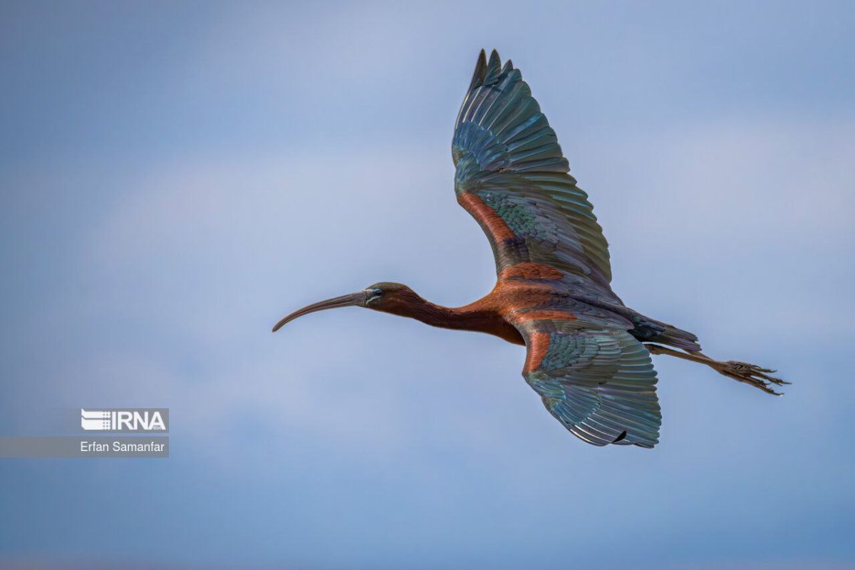 Iran’s Hormozgan welcomes Siberian birds
