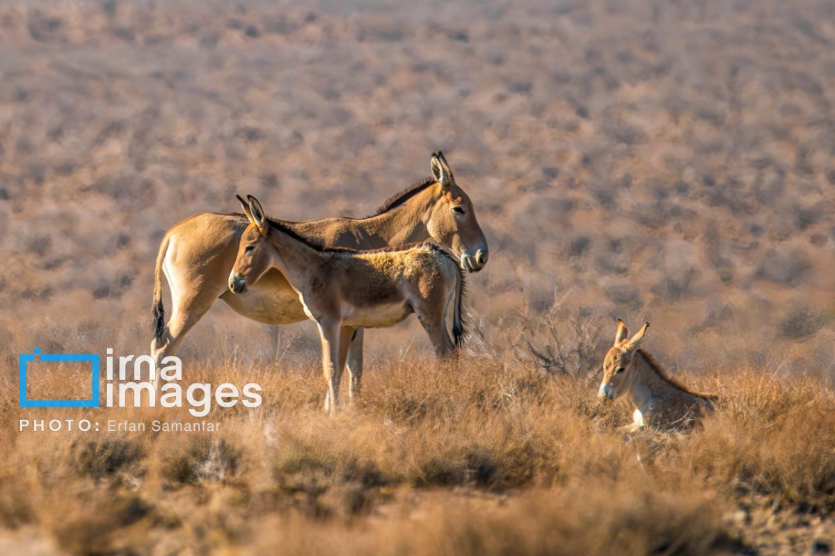Persian onager: A unique species endangered by human activity