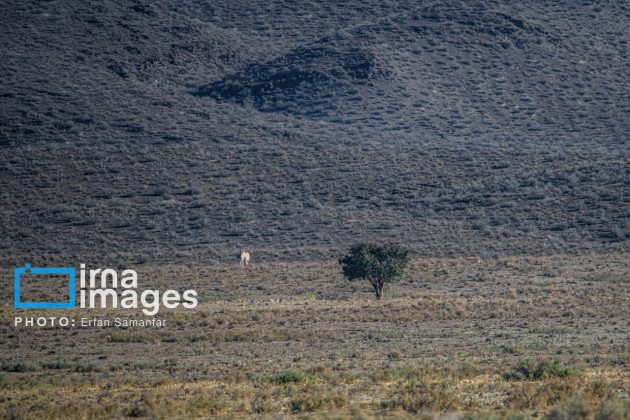 Persian onager: A unique species endangered by human activity