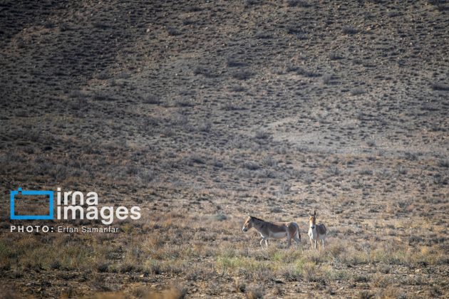 Persian onager: A unique species endangered by human activity