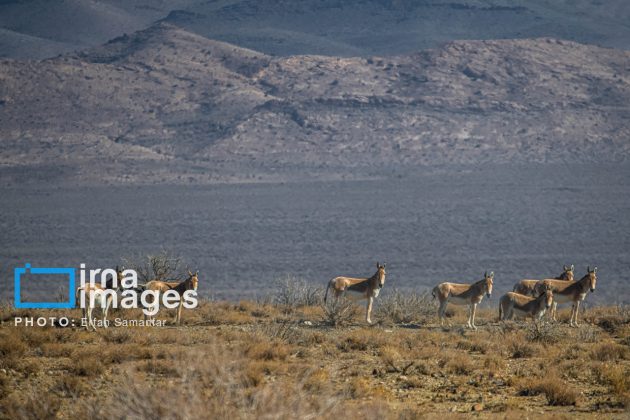 Persian onager: A unique species endangered by human activity