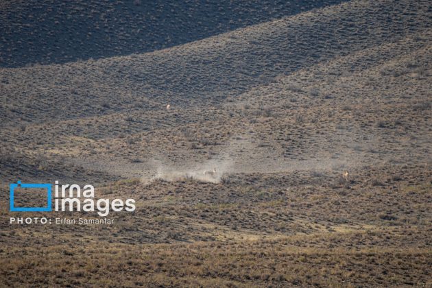 Persian onager: A unique species endangered by human activity